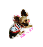 ハッピー・ヨーキー（個別スタンプ：8）
