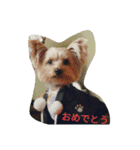 ハッピー・ヨーキー（個別スタンプ：9）