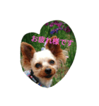 ハッピー・ヨーキー（個別スタンプ：10）