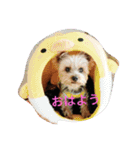 ハッピー・ヨーキー（個別スタンプ：12）
