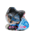 ハッピー・ヨーキー（個別スタンプ：17）