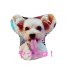 ハッピー・ヨーキー（個別スタンプ：18）