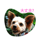 ハッピー・ヨーキー（個別スタンプ：23）