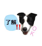 .ボーダーコリー.サスケ2（個別スタンプ：1）