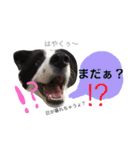 .ボーダーコリー.サスケ2（個別スタンプ：2）