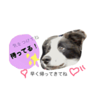 .ボーダーコリー.サスケ2（個別スタンプ：3）