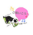 .ボーダーコリー.サスケ2（個別スタンプ：4）