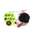 .ボーダーコリー.サスケ2（個別スタンプ：5）
