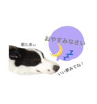 .ボーダーコリー.サスケ2（個別スタンプ：6）