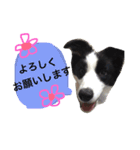 .ボーダーコリー.サスケ2（個別スタンプ：7）