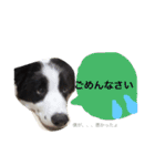 .ボーダーコリー.サスケ2（個別スタンプ：9）