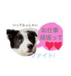 .ボーダーコリー.サスケ2（個別スタンプ：10）