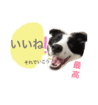 .ボーダーコリー.サスケ2（個別スタンプ：11）