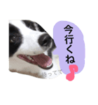 .ボーダーコリー.サスケ2（個別スタンプ：13）