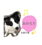 .ボーダーコリー.サスケ2（個別スタンプ：15）