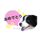 .ボーダーコリー.サスケ2（個別スタンプ：16）