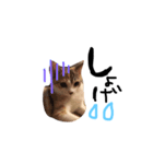 田中家の愛猫こむぎちゃん（個別スタンプ：1）