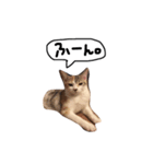 田中家の愛猫こむぎちゃん（個別スタンプ：2）