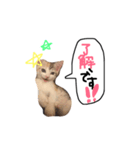 田中家の愛猫こむぎちゃん（個別スタンプ：3）