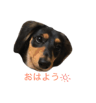 ダックスフンドのさくら2（個別スタンプ：6）