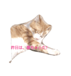 cattttttttt！（個別スタンプ：1）