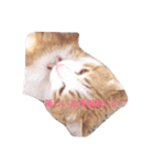 cattttttttt！（個別スタンプ：2）