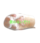 cattttttttt！（個別スタンプ：4）