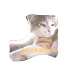 cattttttttt！（個別スタンプ：5）
