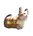 cattttttttt！（個別スタンプ：6）