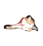 cattttttttt！（個別スタンプ：7）