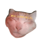 cattttttttt！（個別スタンプ：8）