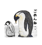 冬のコペンギン 2（個別スタンプ：26）