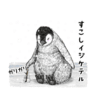 冬のコペンギン 2（個別スタンプ：27）