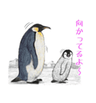 冬のコペンギン 2（個別スタンプ：29）