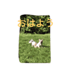 フレンチブルドッグ boudi and pertwee（個別スタンプ：2）