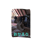 フレンチブルドッグ boudi and pertwee（個別スタンプ：9）