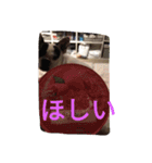 フレンチブルドッグ boudi and pertwee（個別スタンプ：11）