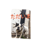 フレンチブルドッグ boudi and pertwee（個別スタンプ：12）