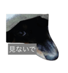 トッティ（個別スタンプ：5）