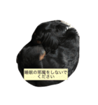 トッティ（個別スタンプ：8）