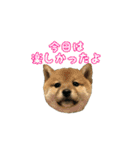 柴犬つむぎ 7（個別スタンプ：2）