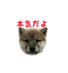 柴犬つむぎ 7（個別スタンプ：6）