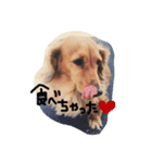 自慢の愛犬（個別スタンプ：1）