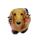 自慢の愛犬（個別スタンプ：2）