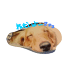 自慢の愛犬（個別スタンプ：3）