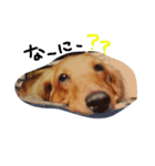 自慢の愛犬（個別スタンプ：4）
