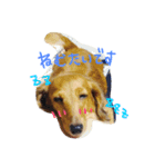 自慢の愛犬（個別スタンプ：5）
