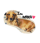 自慢の愛犬（個別スタンプ：6）