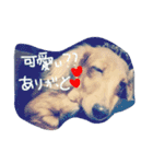 自慢の愛犬（個別スタンプ：7）