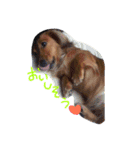 自慢の愛犬（個別スタンプ：8）